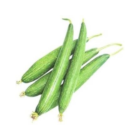 Fresh Sponge Gourd (Nenua) - Nutritious Indian Vegetable | Basketor